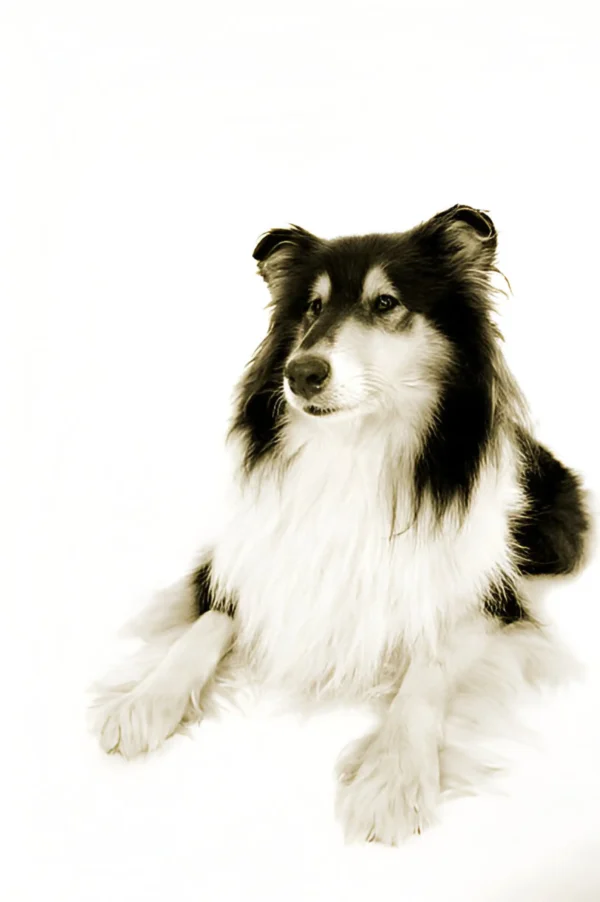 collie rough dog breed