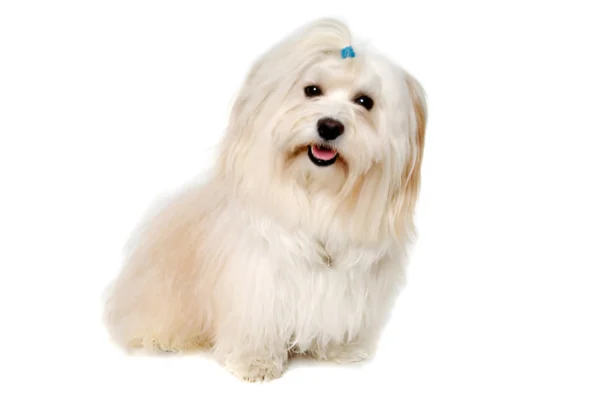 coton de tulear dog breed