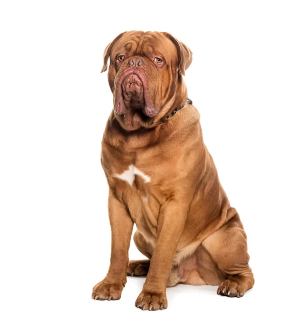 dogue de bordeaux dog breed