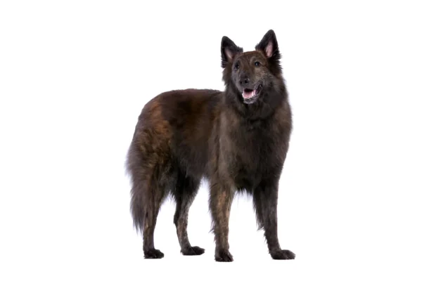 dutch shepherd dog breed