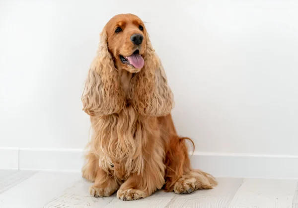 english cocker spaniel dog breed