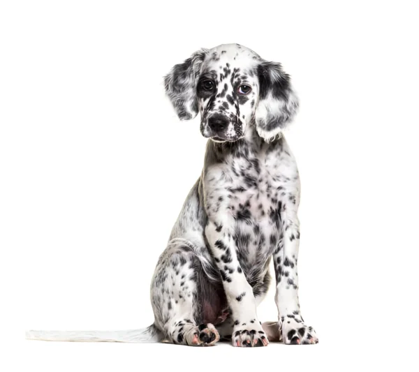 english setter dog breed