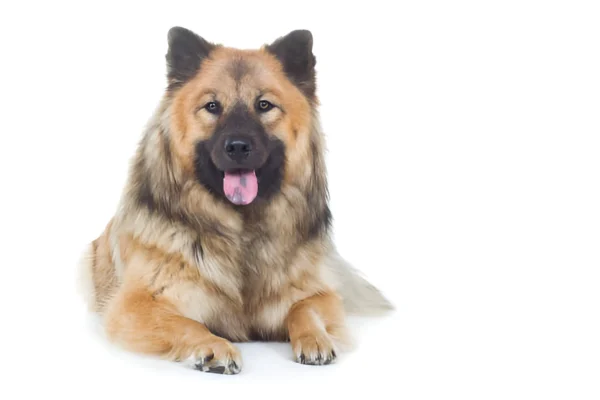 eurasier dog breed