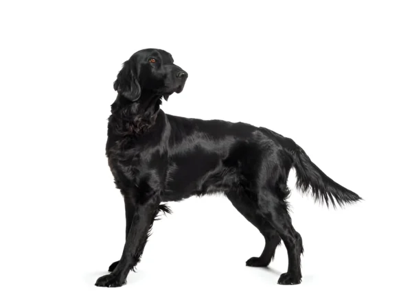 fiat coated retriever dog breed