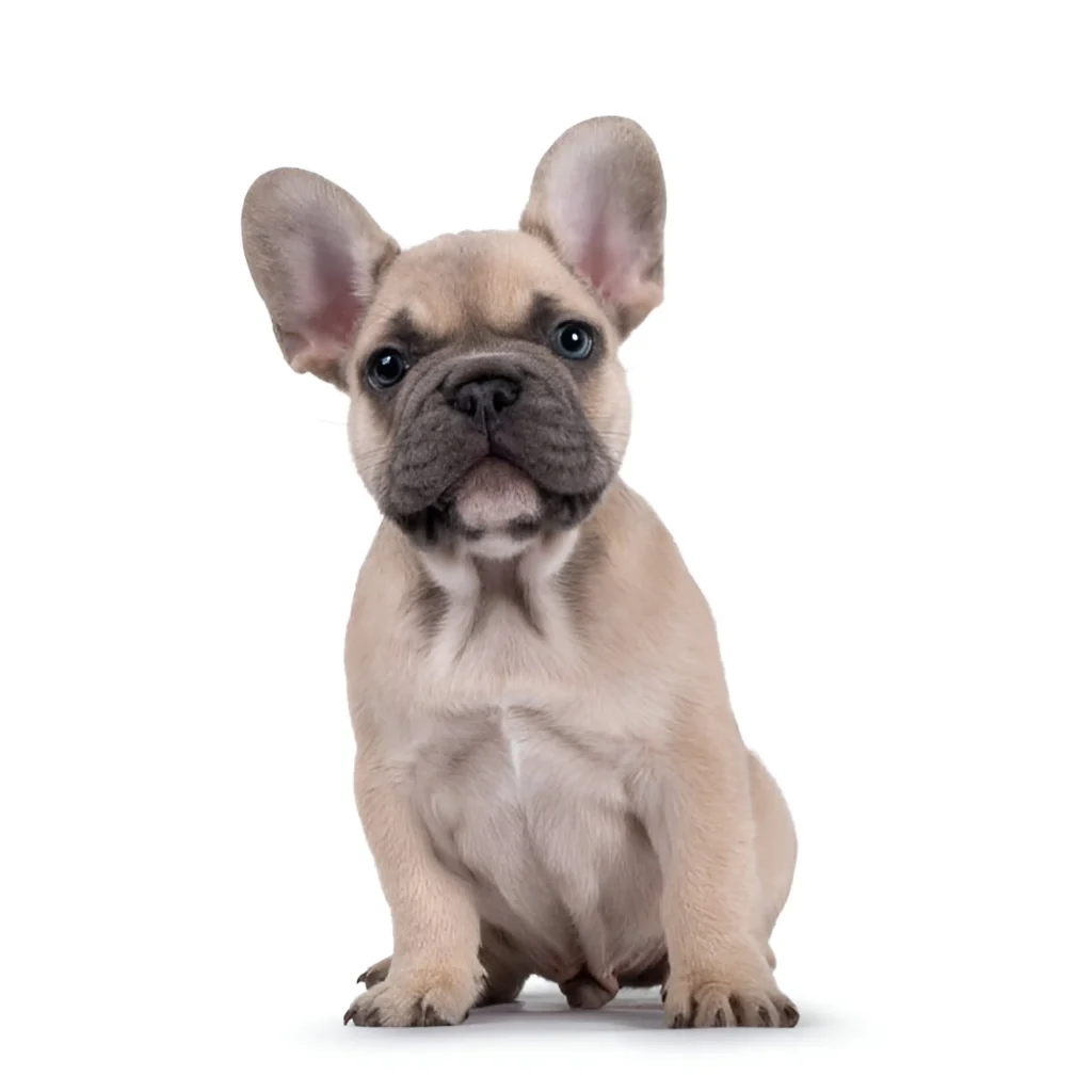 french bulldog breed