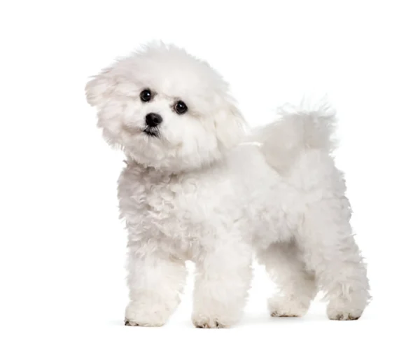 frise bichon dog breed