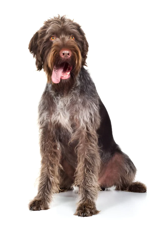 german wirehaired pointer dog breed