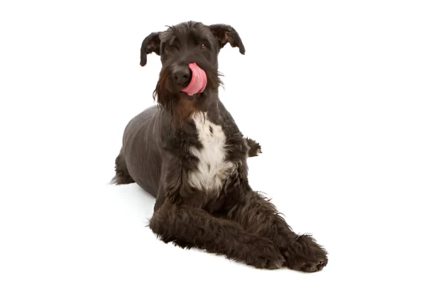 giant schnauzer dog breed