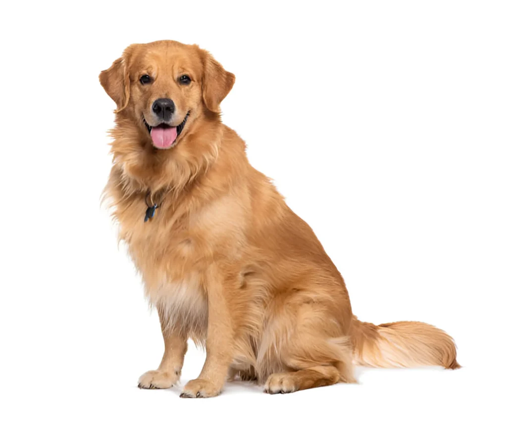 golden retriever dog breed