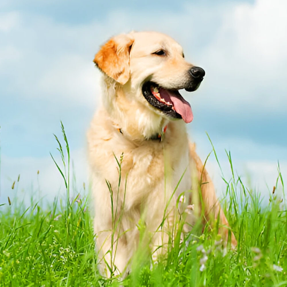 golden retriever dog breed 2