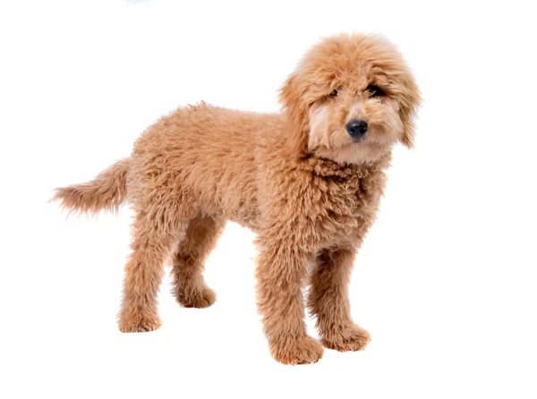 goldendoodle dog breed