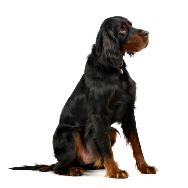 gordon setter dog breed