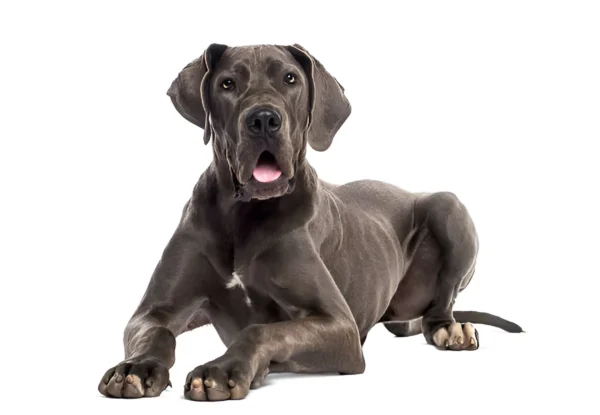 great dane dog breed