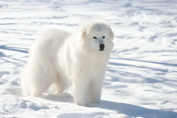 great pyrenees dog breed