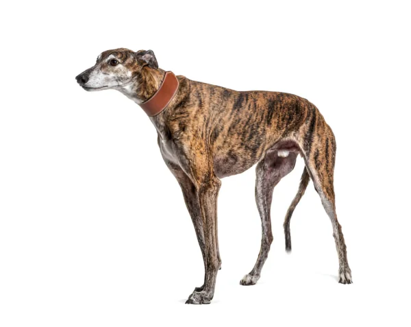 greyhound dog breed