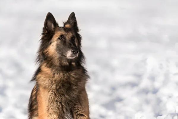 groenschendaeler belgium shepherd dog breed