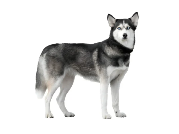 husky siberian dog breed