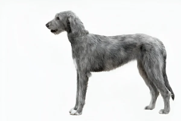 irish wolfhound dog breed