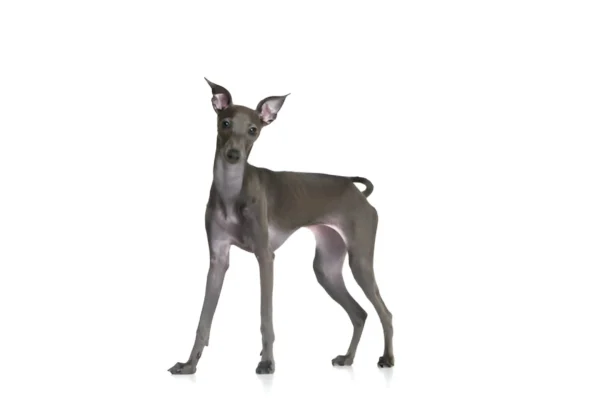 italian greyhound dog breed