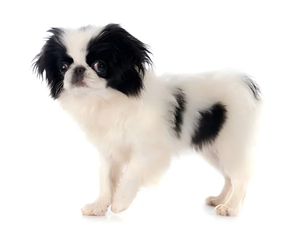 japanese chin dog breed