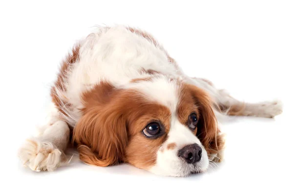 king charles spaniel blenheim dog breed