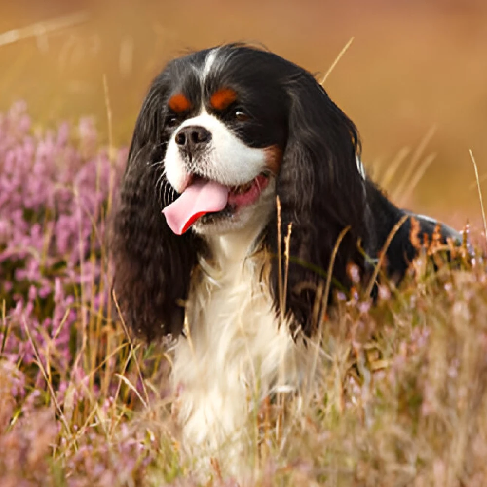 king charles spaniel dog breed 1