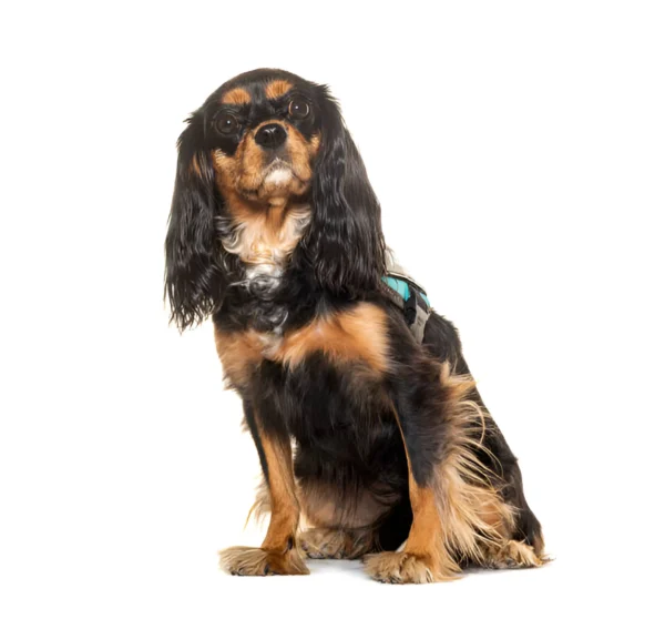 king charles spaniel ruby dog breed