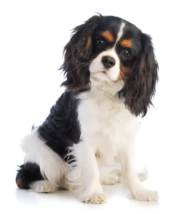 king charles spaniel tricolor dog breed