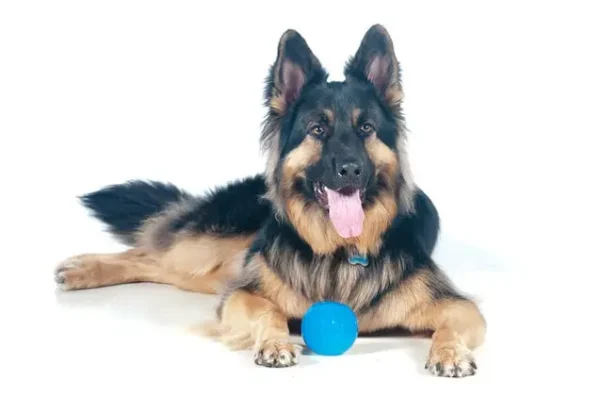 king shepherd dog breed