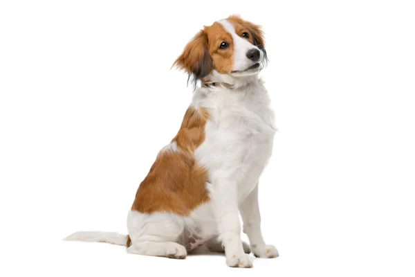 kooikerhondje dog breed