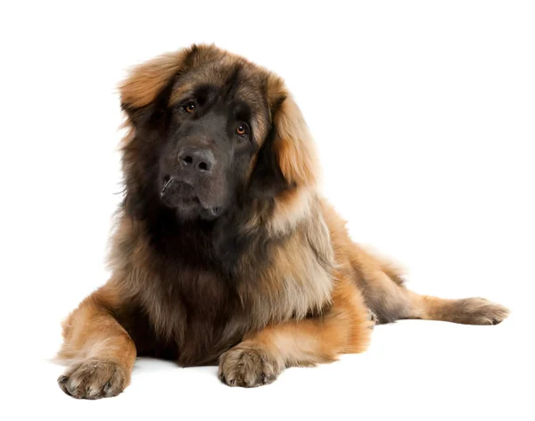 leonberger dog breed