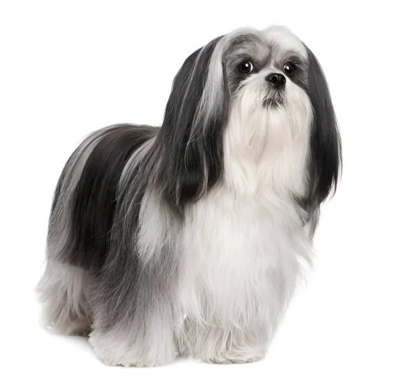 lhasa apso dog breed