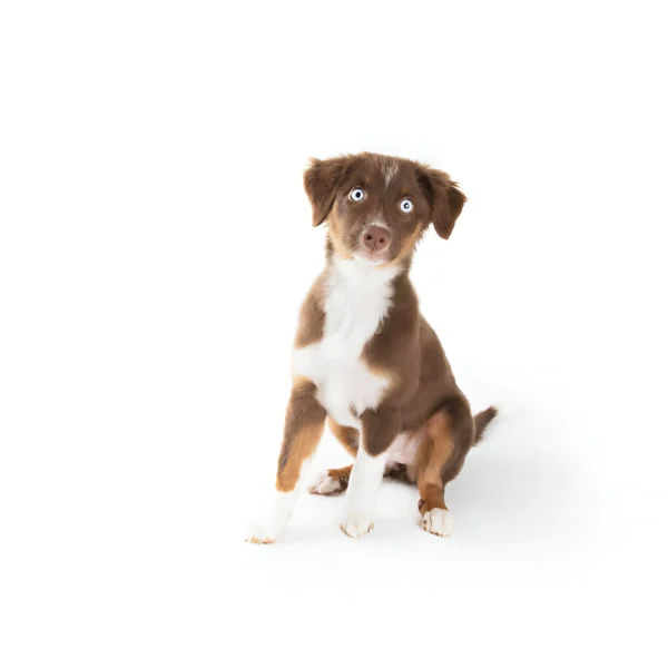 miniature american shepherd dog breed