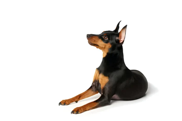 miniature pinscher dog breed