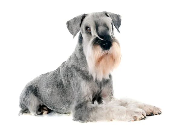 miniature schnauzer dog breed