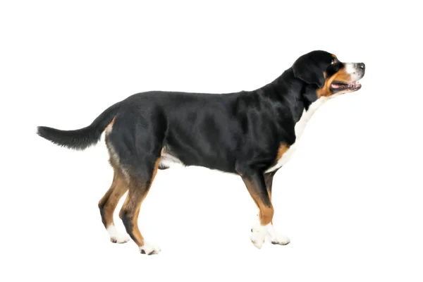 mountain dog appenzeller breed