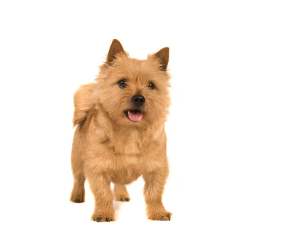 norwich terrier dog breed