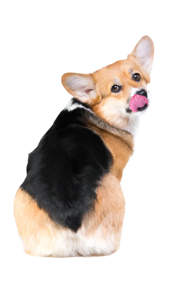 pembroke welsh corgi dog breed