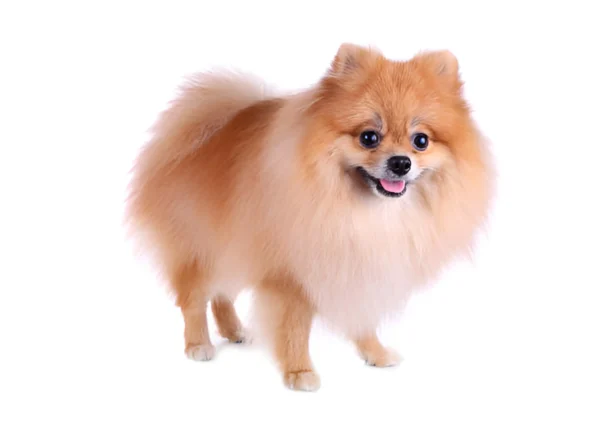 pomeranian dog breed