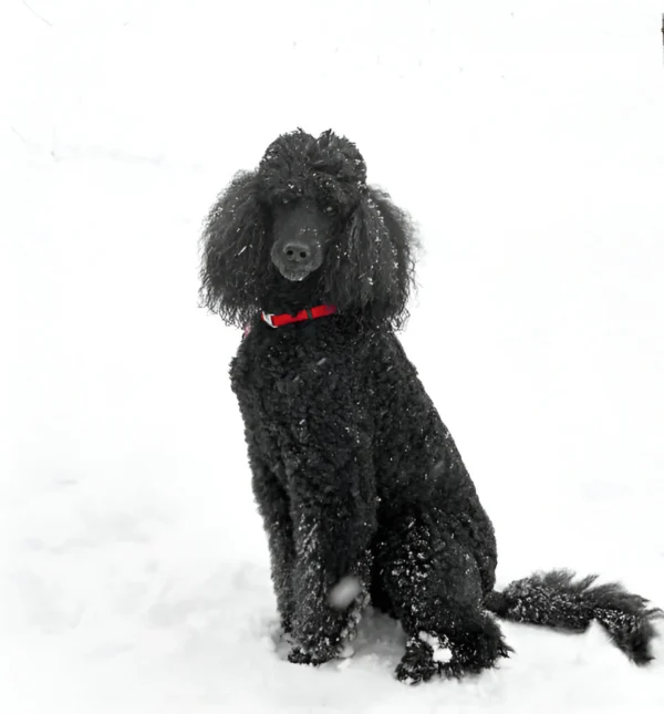 poodle standard dog breed