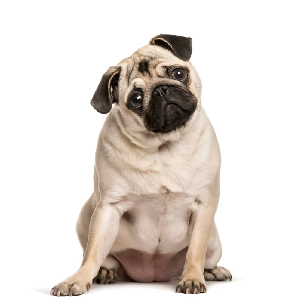 pug dog breed