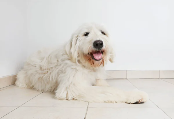 pyrenean mastiff dog breed