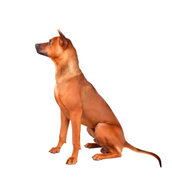 thai ridgeback dog breed