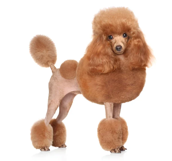 toy poodle dog breed