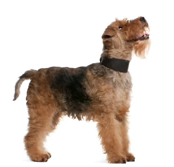 welsh terrier dog breed