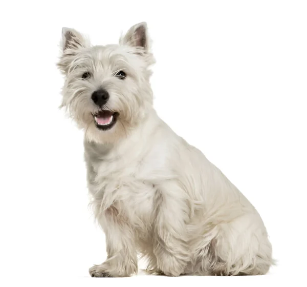 west highland white terrier dog breed