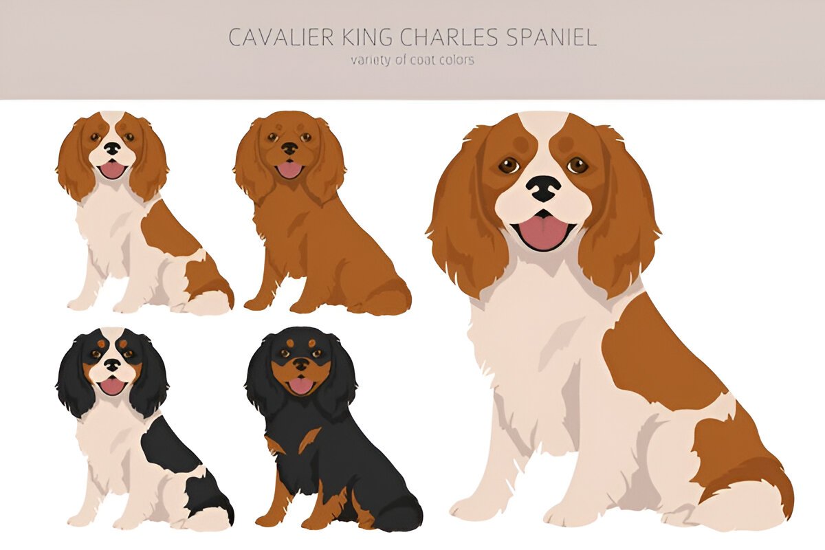 Discover the distinct differences between King Charles Spaniel types, including their unique features and temperaments.